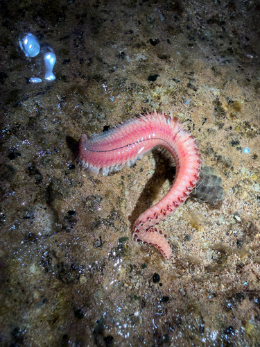 Pherecardia striata observed 2026-09-04