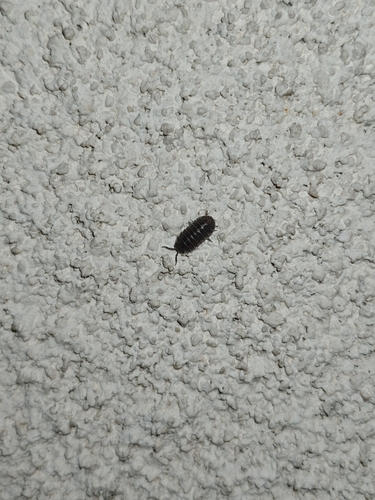 Common Pill Woodlouse