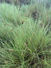 Carex unilateralis