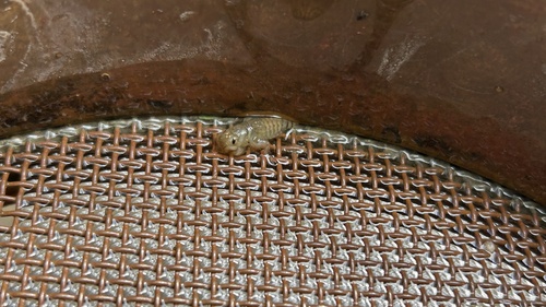 Common Sanddragon
