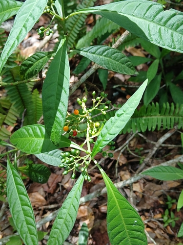 Psychotria tenuifolia, photograph 3