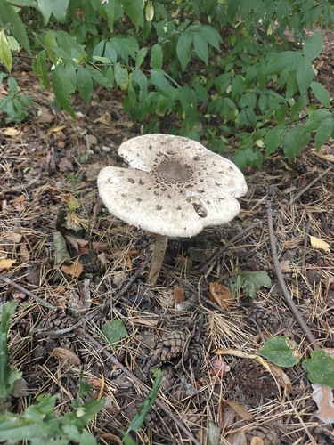 Наблюдение на iNaturalist