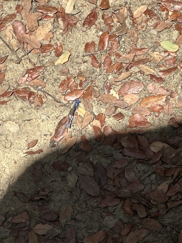iNaturalist observation photo of Dancers