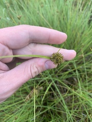 Carex unilateralis
