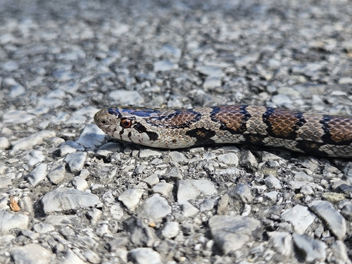 Eastern Milksnake