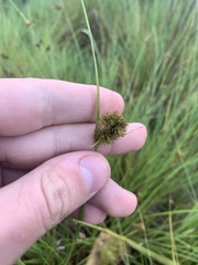 Carex unilateralis