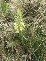 Pedicularis foliosa