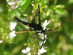 Synanthedon myopaeformis