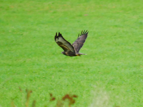 Common Buzzard