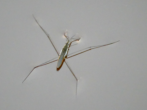 lake pondskater