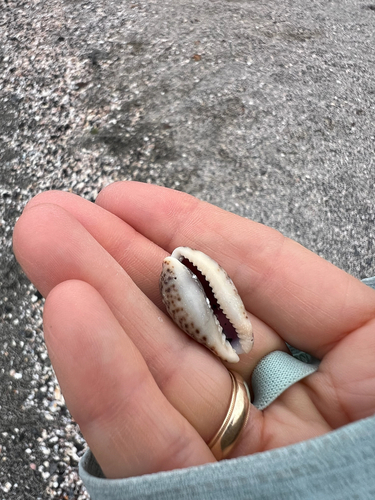 Cypraea nigropunctata, 2026-09-12