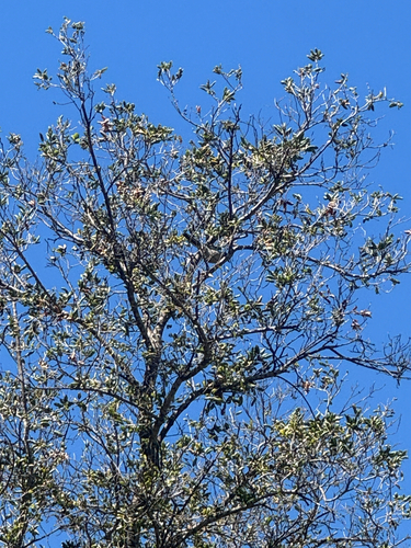 iNaturalist observation photo of California Scrub-Jay