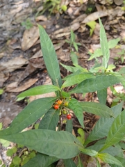 Psychotria tenuifolia
