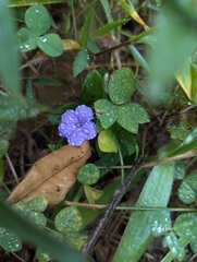 Ruellia caroliniensis