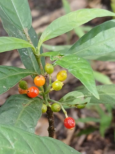 Psychotria tenuifolia, photograph 2