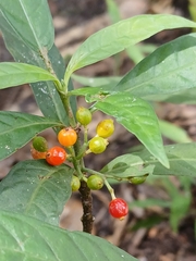 Psychotria tenuifolia, photograph (c) xanderferret, some rights reserved (CC BY)