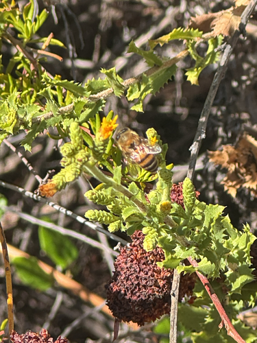 iNaturalist observation photo of Western Honey Bee