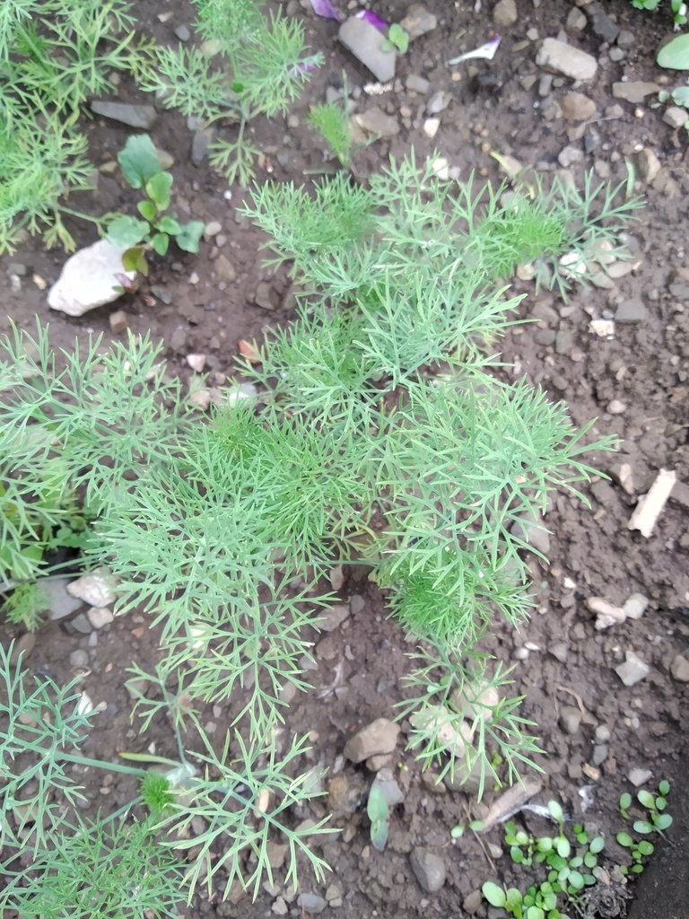 Dill (Apiaceae (Parsley) of the Pacific Northwest) · iNaturalist