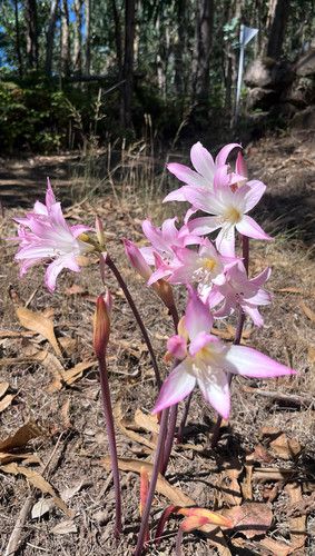 Belladonna Lily