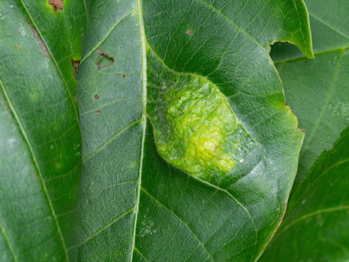 Walnut Blister Mite, photo 2 of 10