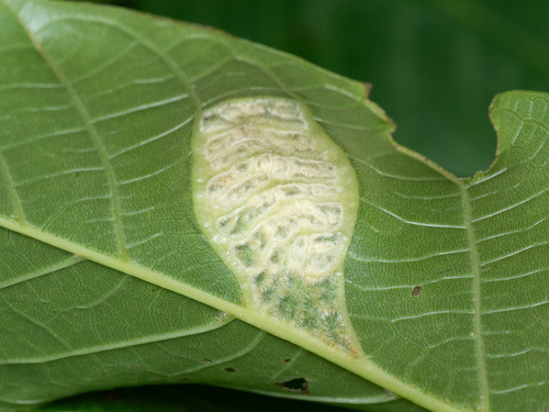 Walnut Blister Mite, photo 3 of 10