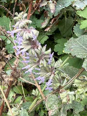 (c) Thomas Ebner, some rights reserved (CC BY) Salvia verticillata, photograph (c) Thomas Ebner, some rights reserved (CC BY)