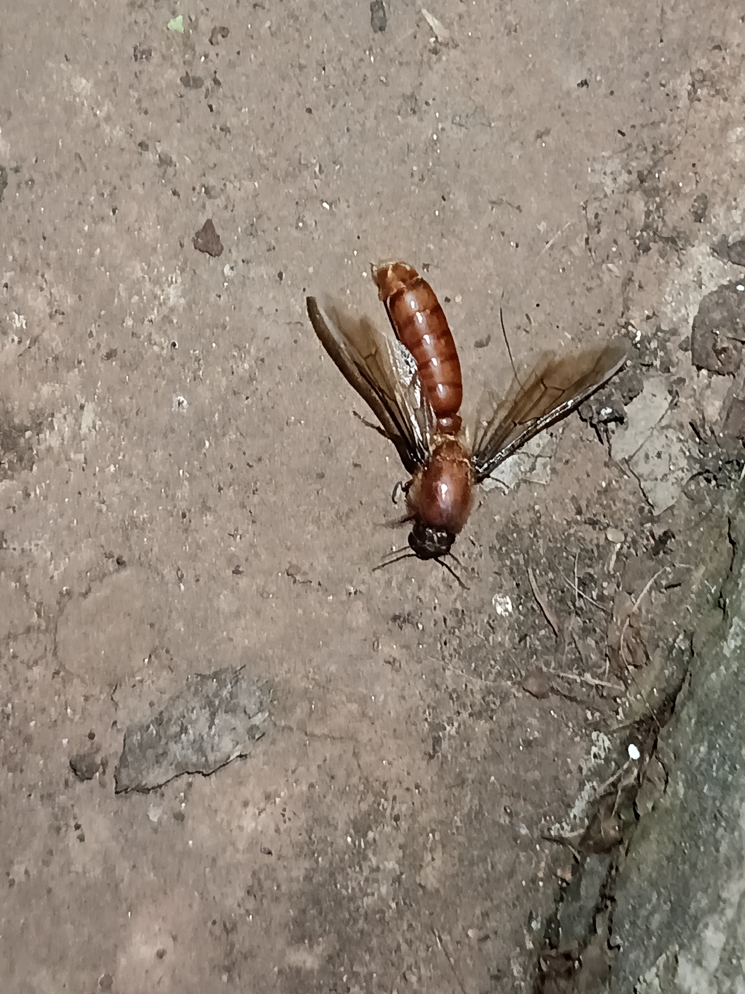 Dorylus affinis