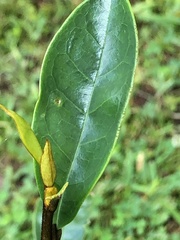 Magnolia figo