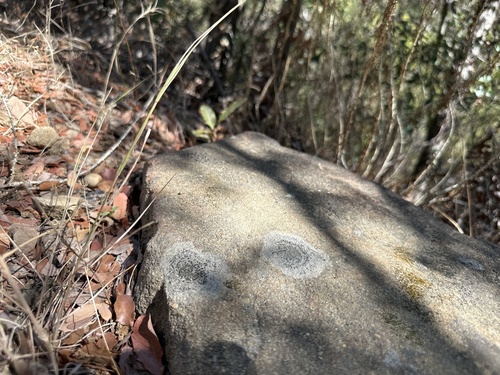 iNaturalist observation photo of Common Lichens