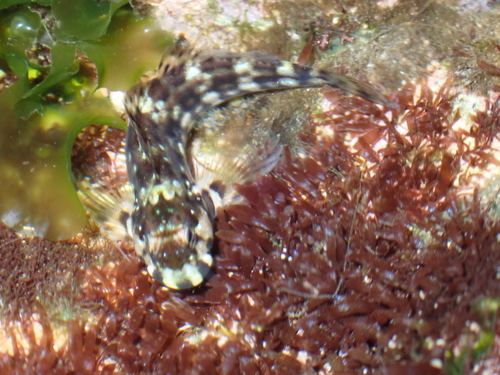 Entomacrodus decussatus observed 2026-09-13