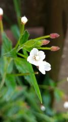 Epilobium amurense