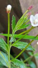 Epilobium amurense