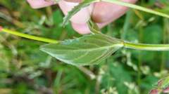 Epilobium amurense