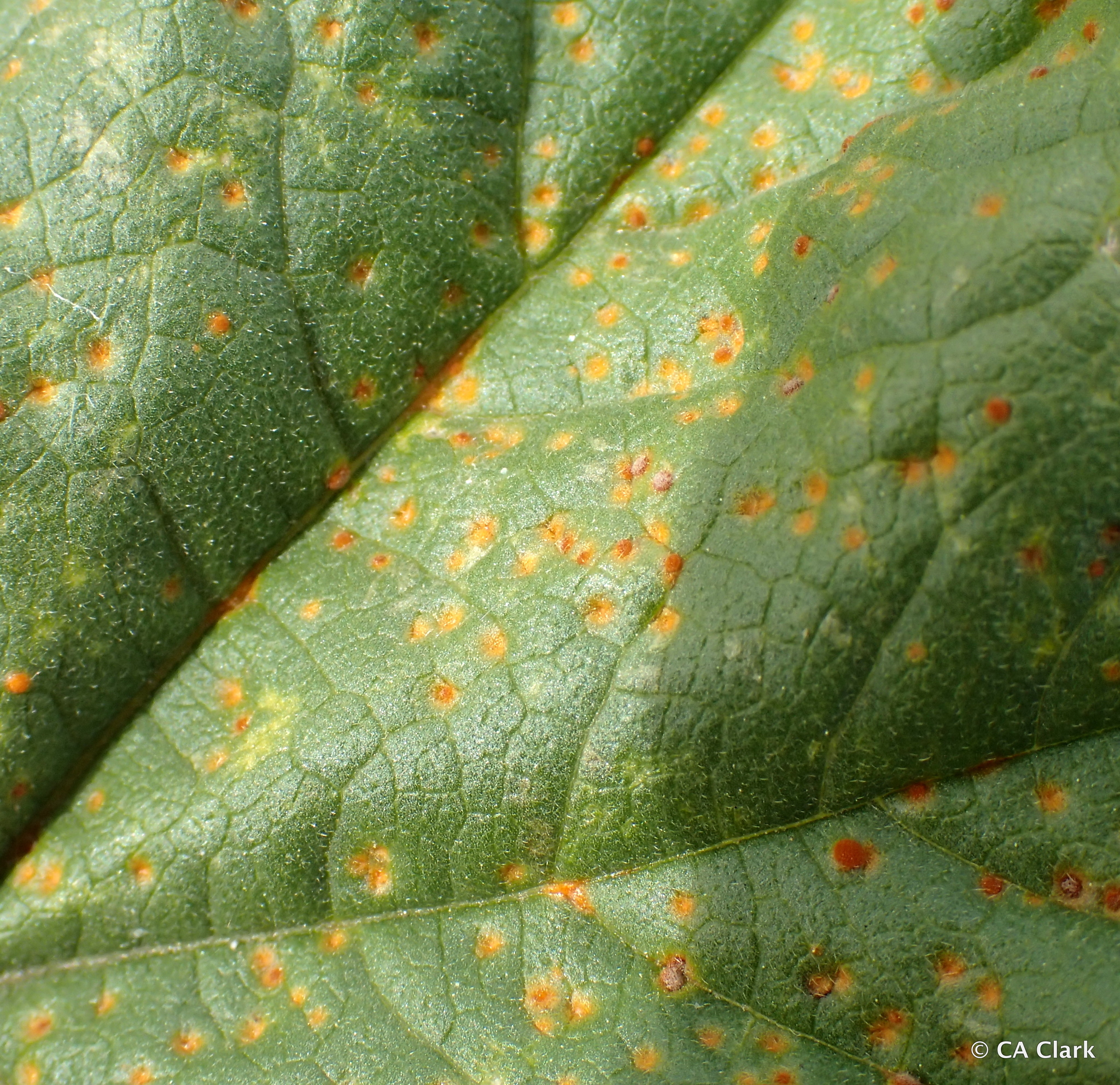 Puccinia malvacearum image