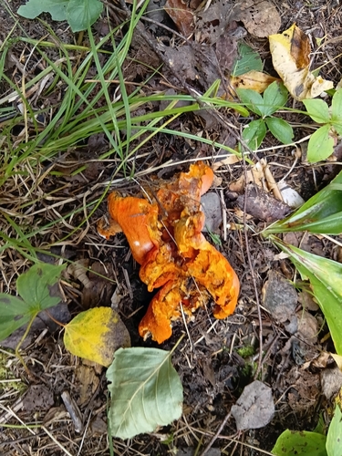 lobster mushroom