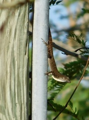 Anolis jubar albertschwartzi