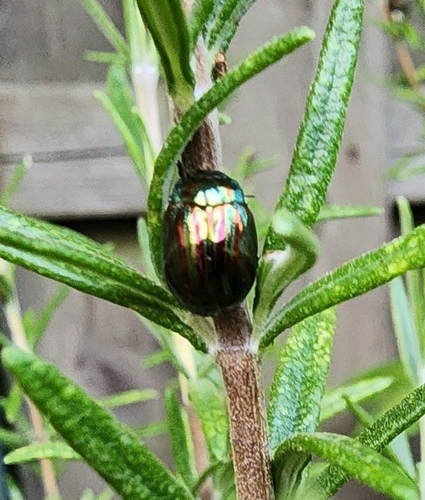 Rosemary Beetle