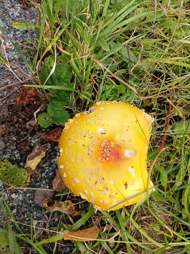 Fly Agaric