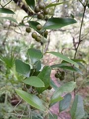 Smilax auriculata, photograph (c) xanderferret, some rights reserved (CC BY)