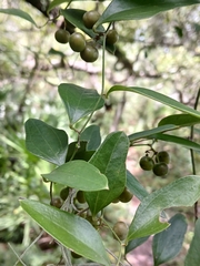 Smilax auriculata, photograph (c) xanderferret, some rights reserved (CC BY)