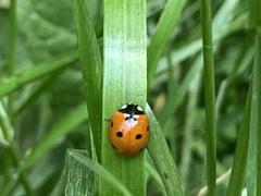 Coccinella septempunctata