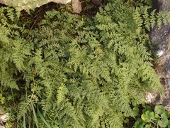 Cystopteris alpina