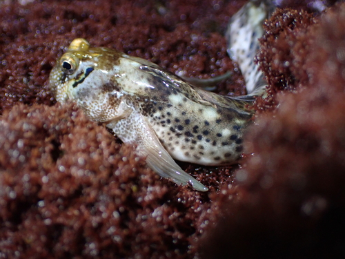 Entomacrodus striatus observed 2026-09-13