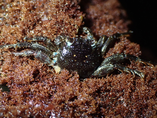 Plagusia squamosa observed 2026-09-13