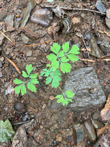 Corydalis flavula, 2026-09-12