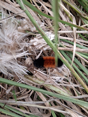 Isabella Tiger Moth