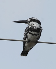 Ceryle rudis leucomelanurus