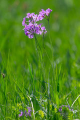 Primula cortusoides