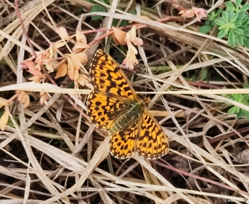 Weaver's Fritillary