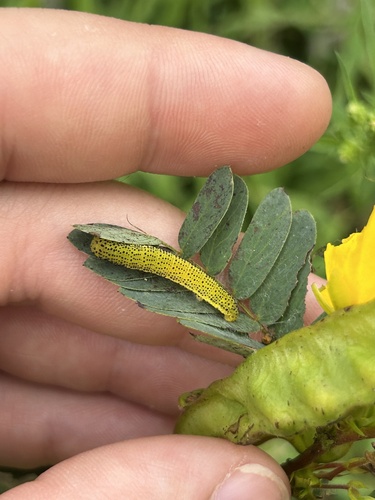 Cloudless Sulphur